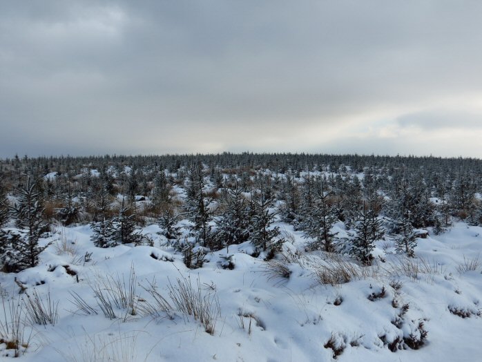 Snow, Jan 2013, Bellever Forest