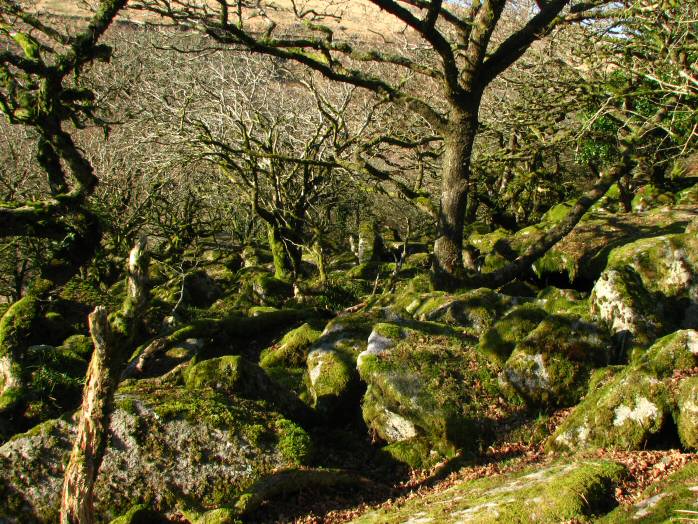 Wistman's Wood, Dartmoor