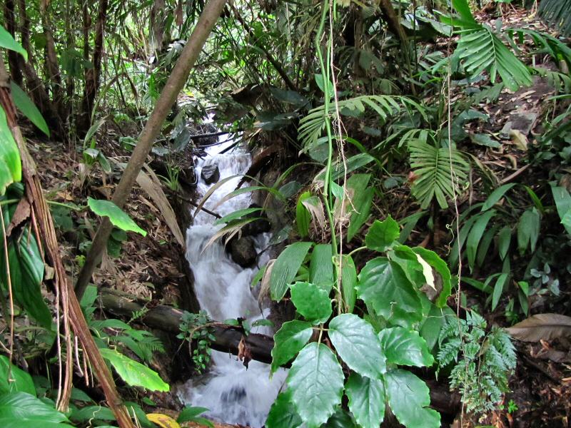 The Waterfall - Rainforest Biome