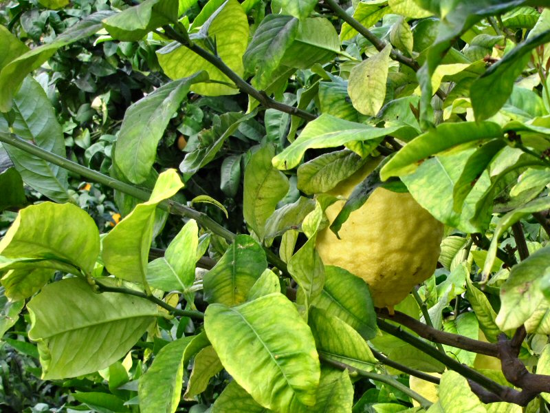 Citron -  Mediterranean Biome