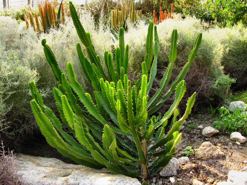 Tree Euphorbia - Mediterranean Biome