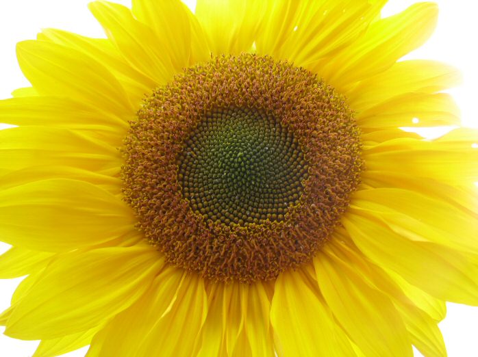 Cotehele - Sunflower