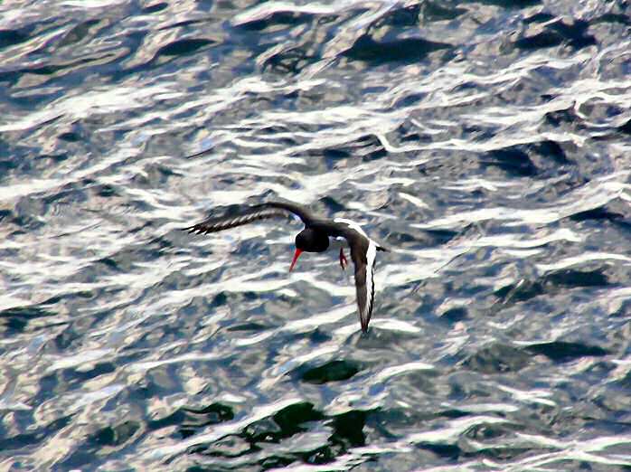 Oyster Catcher, Plymouth Sound