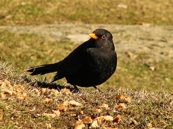 Blackbird Menu