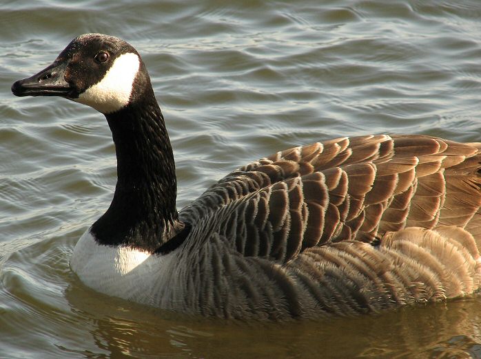 Canada Goose, Slapton Ley