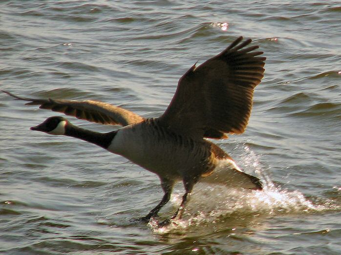 Canada Goose, Slapton Ley