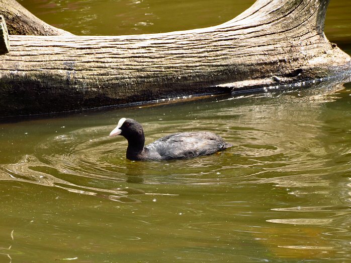 Coot, Stover Country Park