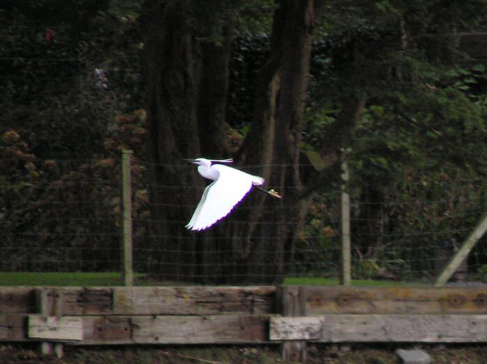Little Egret, Kingsbridge, Devon