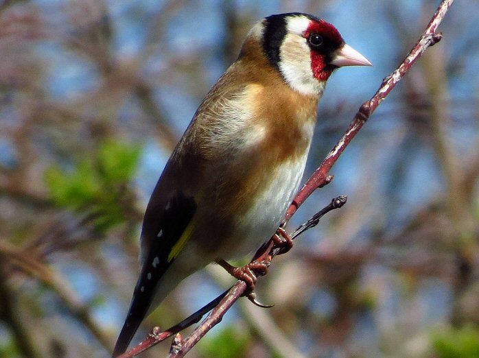 Goldfinch, Slapton Ley