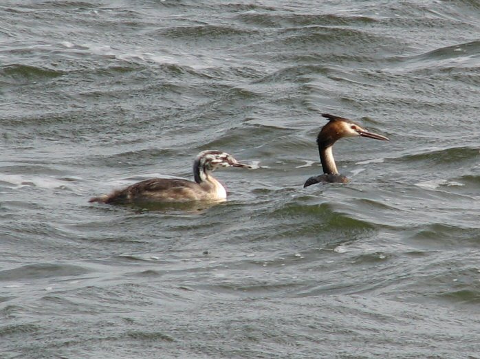 Great Crested Grebes - adult and juvenile, Slapton Ley