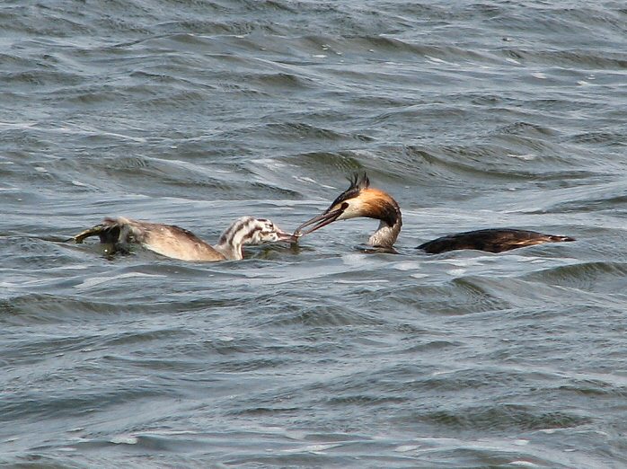 Great Crested Grebes - parent feeding young, Slapton Ley