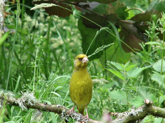 Greenfinch, Cotehele gardens