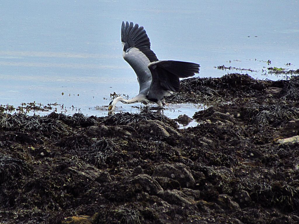Grey Heron, Hannafore, Cornwall