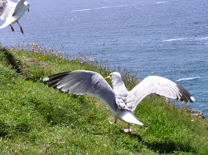 Herring Gull - Kynance Cove