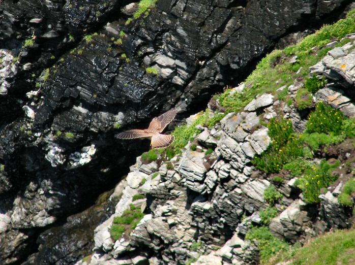 Kestrel - Glebe Cliffs