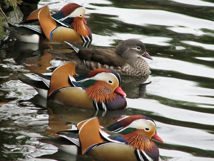 Mandarin Duck, Saltram, River Plym, Devon