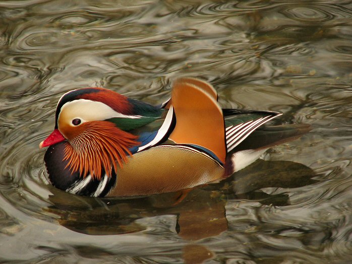 Mandarin Duck, Saltram, River Plym, Devon