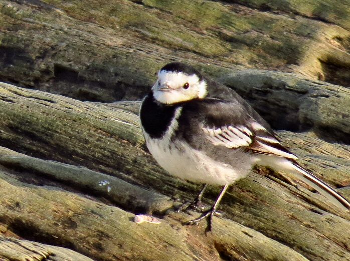Pied Wagtail, Hannafore