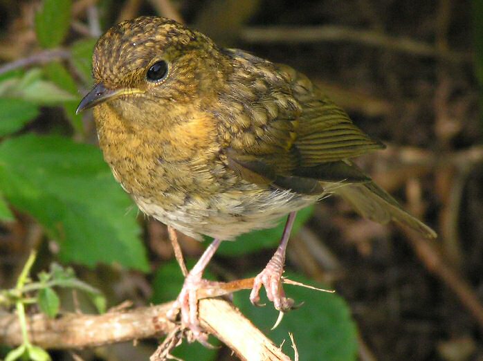 Juvenile Robin - Slapton Sands