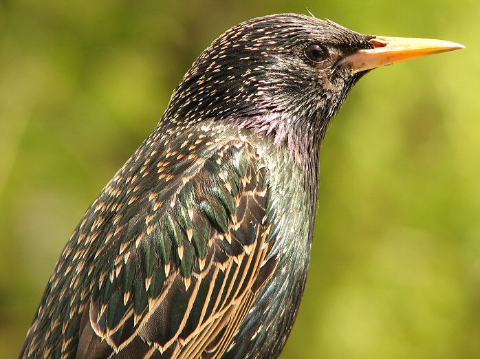 Starling, Plymouth