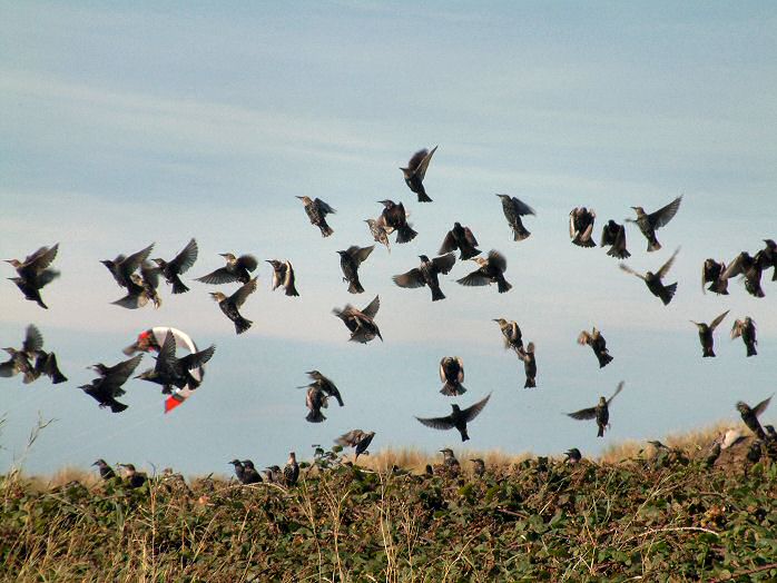 Starlings, Westward Ho