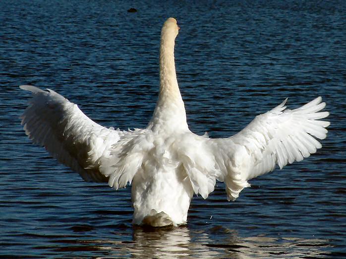 Swan, Slapton Ley