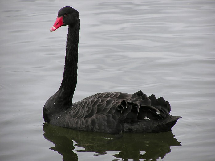 Black Swan, Slapton Ley