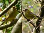 Greenfinches, Cotehele Gardens