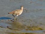 Curlew, Bowcombe Creek