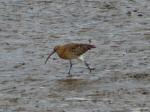 Curlew, River Plym