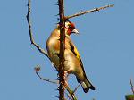 Goldfinch, Hannafore