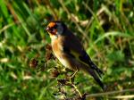 Goldfinch, Wembury