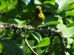 Greenfinch - Cotehele Gardens