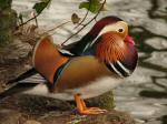 Mandarin Duck, Saltram, River Plym