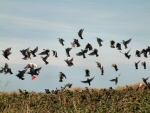 Starlings - Westward Ho