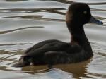 Tufted Duck - female, Slapton Ley<empty>