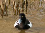 Tufted Duck - Male, Slapton Ley<empty>
