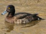 Tufted Duck - female, Slapton Ley<empty>