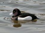 Tufted Duck - male, Slapton Ley<empty>