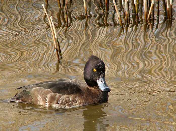 Tufted Duck - Female, Slapton Ley