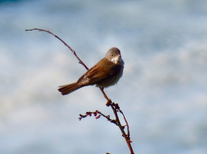 Whitethroat - Rame to Penlee