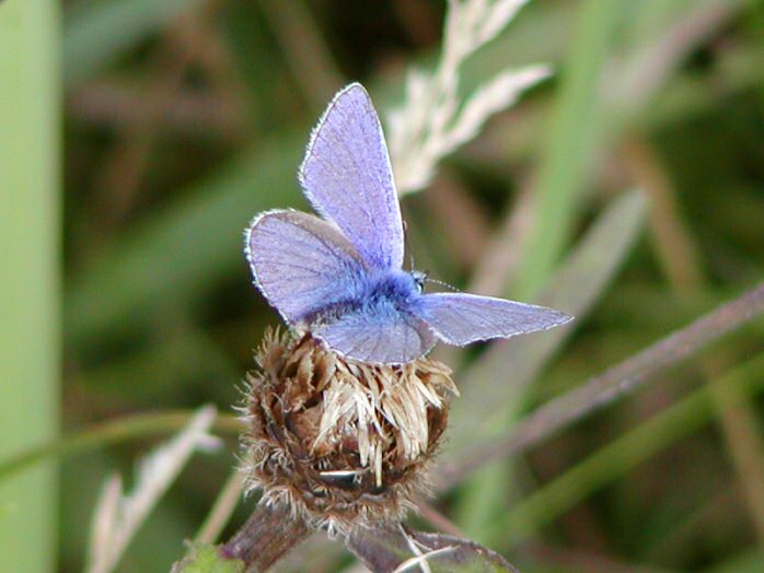 Common Blue, Bedruthan Steps, Cornwall