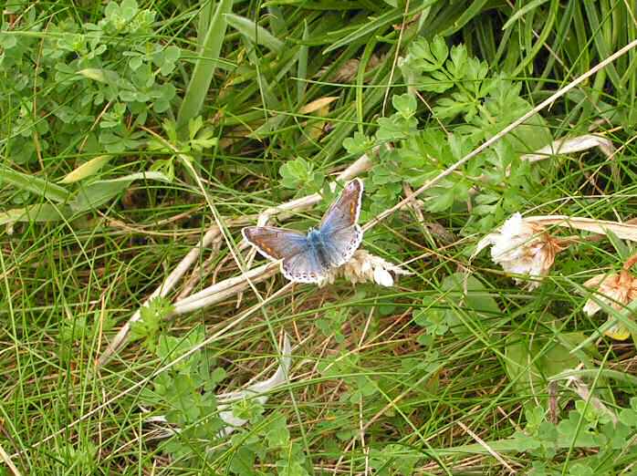 Common Blue, Glebe, Cornwall