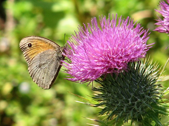 Gatekeeper, Whitsand Bay, Cornwall