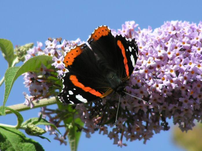 Red Admiral, Plymouth Hoe