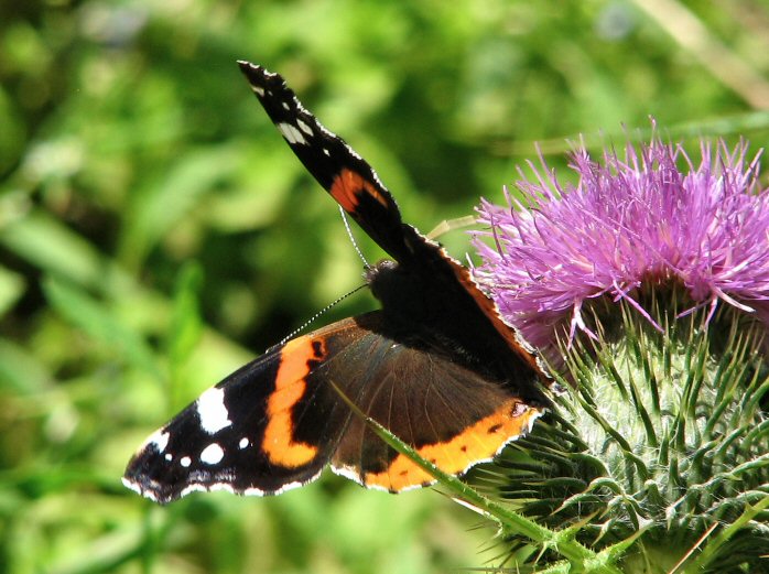 Red Admiral - Whitsand