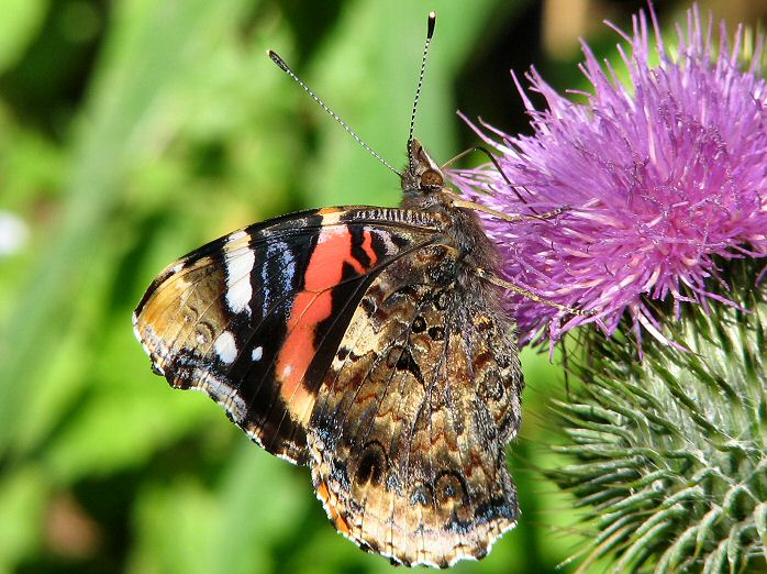 Red Admiral - Whitsand