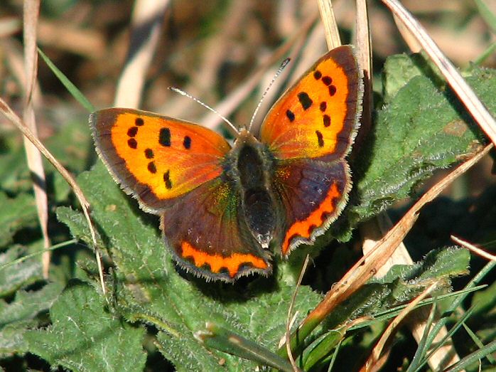 Small Copper - Lundy Hole, North Cornwall