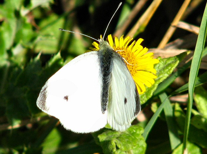 Small White, Bedruthan Steps