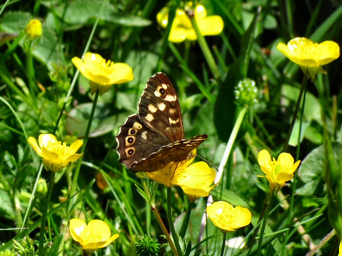 Speckled Wood, Whitsand Bay, Cornwall